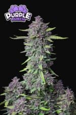 7e30907536e7f9ee40773629cbeaab3e