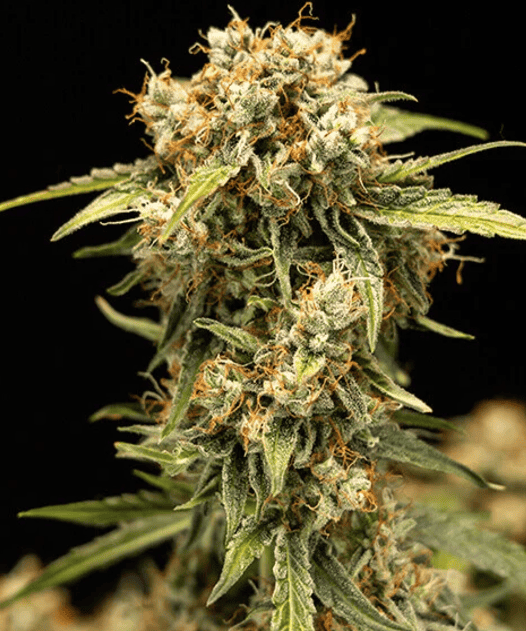 Screenshot 2024 11 29 190336