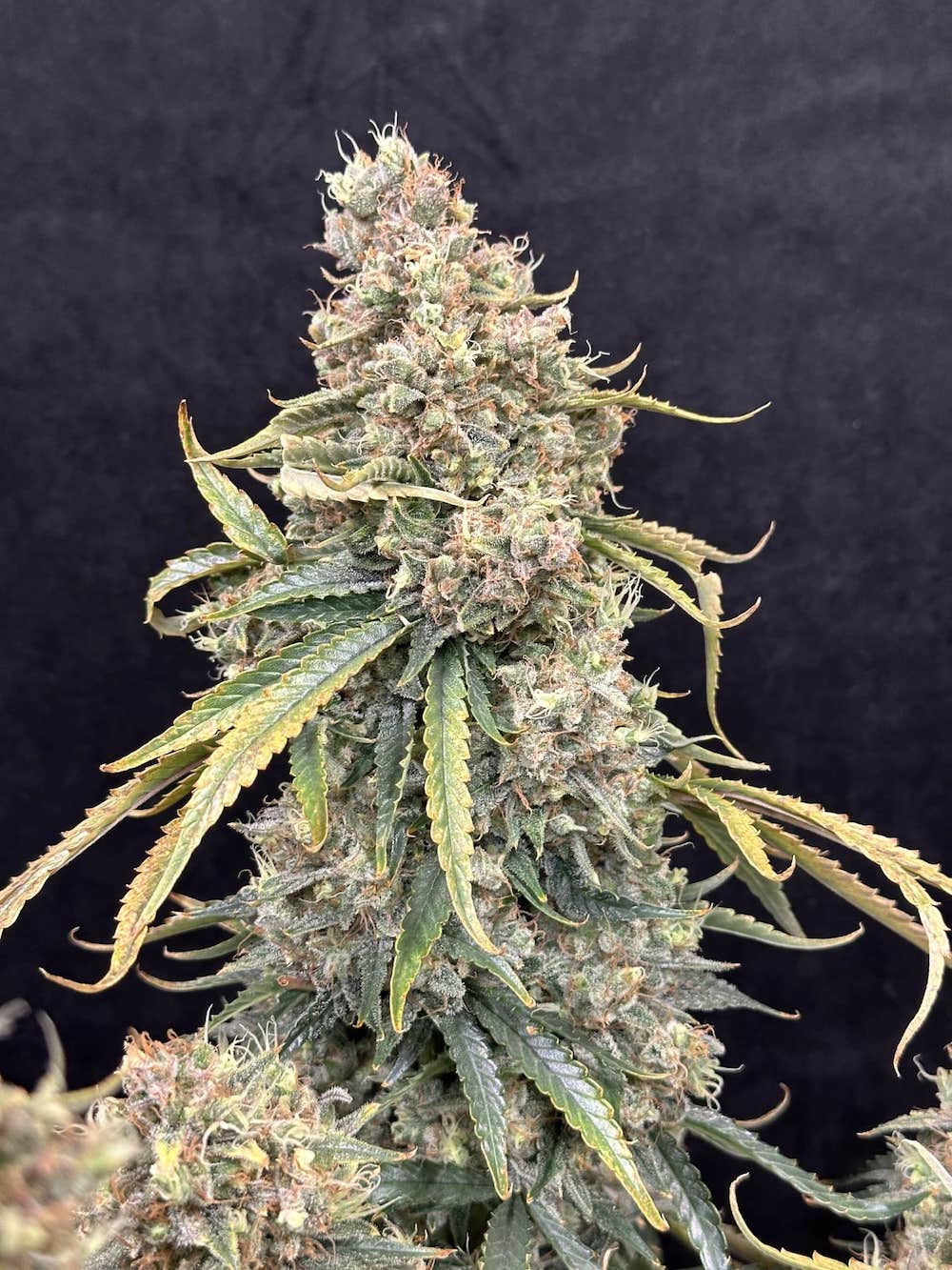 Laughing Hyena Seeds Sowahh Queen